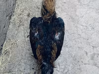 Derbişir Qırmızı Toppalı — foto 1