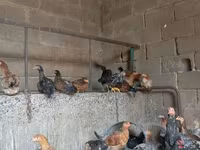 Chickens — 照片 5