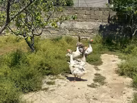 Geese — photo 3
