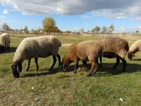 母羊, Tsigai sheep — 照片 2