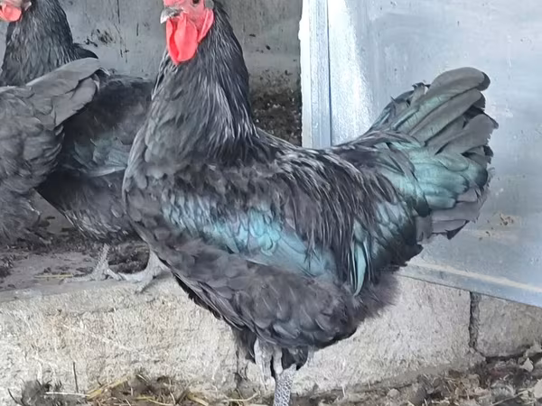 Australorp — Azerbaijan