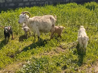 Goat, Goats — photo 5