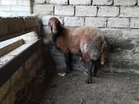 Qoç, Qoyunlar — foto 5