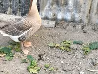ليندا — الصورة 1