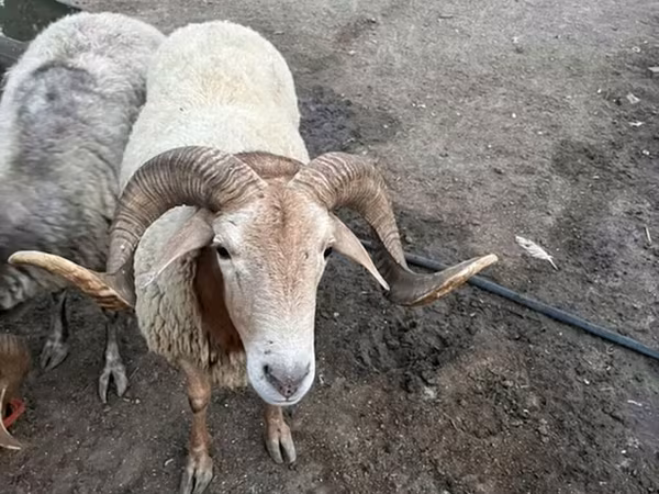 Qoç, Qoyunlar — Azərbaycan
