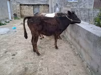 公牛, Cattle — 照片 5