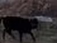 Buğa, Swedish red cattle — foto 5