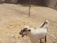 Keçi, Saanen goat — foto 4