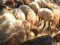 Qoyunlar (partiya, cinsi göstərilməyib), Qoyunlar — foto 1