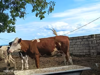 母牛, Simmental cattle — 照片 5
