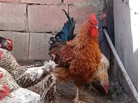 Chickens — फ़ोटो 1