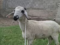 Qoç, Blackheaded Persian sheep — foto 2
