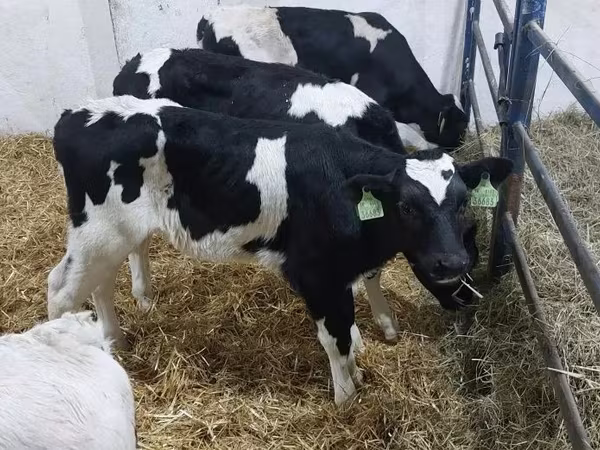 Buğa, Russian Black pied cattle