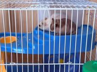 Hamster üçün tam dəst qəfəs Ağ və boz rəngli sevimli xamyaklardır — foto 1
