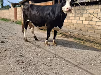 Cow, Holstein breed — photo 1