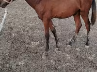 Horse (M), Horses — photo 2