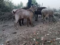 Goats (batch, sex not specified), Goats — photo 1
