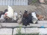 Brahma — Foto 8