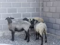 Ovce, Romanov sheep — foto 2