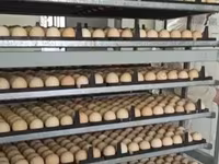 Chickens — Foto 2