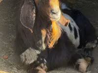 Cabro, Nubian Goat — foto 1