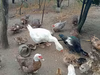 Ducks — फ़ोटो 2