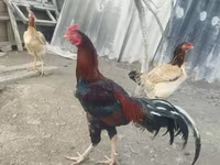 Chickens — Foto 1