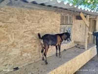 Keçi, Nubian Goat — foto 2