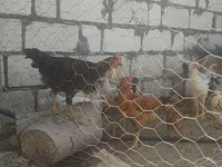 Chickens — photo 3