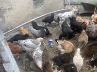 Chickens — photo 4