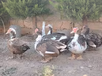 Ducks — photo 4