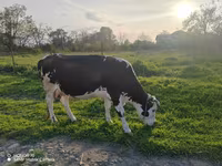Vaca, Ganado vacuno — foto 2
