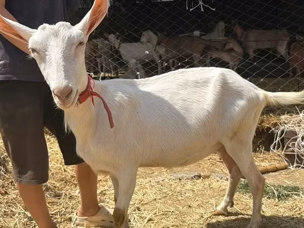 Dişi keçi, Saanen goat