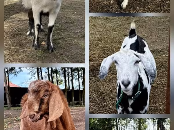 Ziegen (Partie, Geschlecht nicht angegeben), Ziegen
