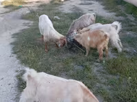 Keçilər (partiya, cinsi göstərilməyib), Keçilər — foto 2