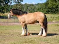 At, Gypsy horse — foto 6