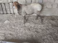 Sheep (batch, sex not specified), Hissar sheep — photo 4