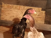 Chickens — Foto 2