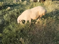 Sheep (batch, sex not specified), Sheep — photo 2