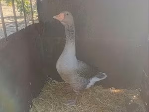 Geese