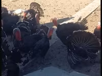 Turkeys — foto 1