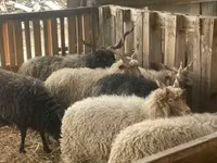 Carnero, Racka sheep — foto 4