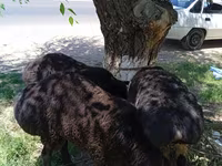 绵羊（批次，未指定性别）, Sheep — 照片 6