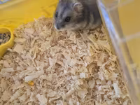 Cırtdan hamster qəfəsi ilə birgə - Növlə: cırtdan (dwarf) hamster — photo 2