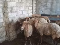Sheep, Sheep — photo 5
