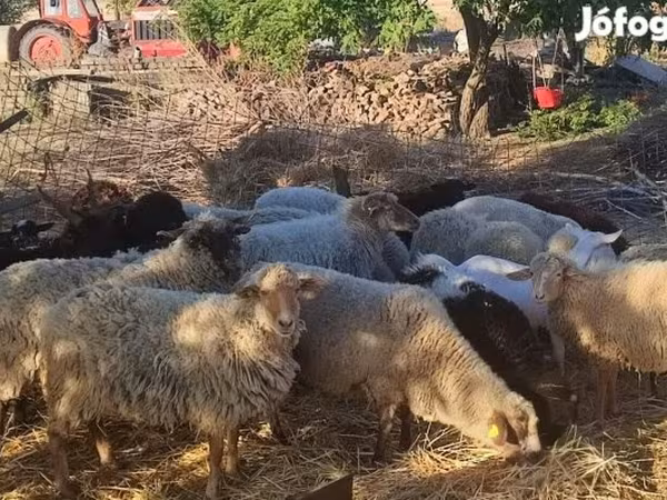 Ovce (šarže, pohlaví neuvedeno), Dorper sheep