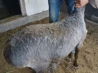 Qoç, Hissar sheep — foto 2