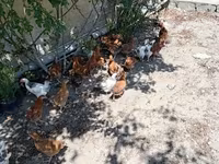 Chickens — photo 7