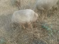 Qoyun, Qoyunlar — foto 1