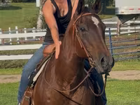 Madyan, Quarter Horse — foto 3